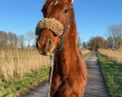 Pferd Vitus Maximus (Oldenburger, 2024, von Vital Hit Caledonia OLD)