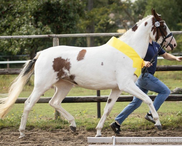 Springpferd Surprise Blue Eyes (Pinto/Hunter, 2019, von Strahlemann)