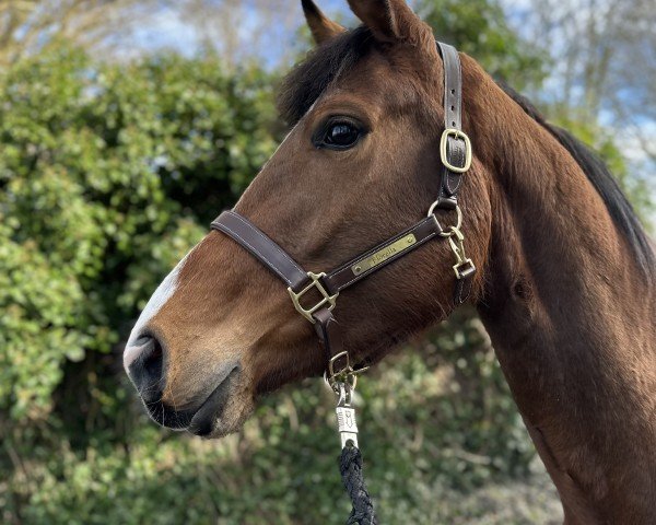 horse Florella (Oldenburg, 2021, from For Gold OLD)