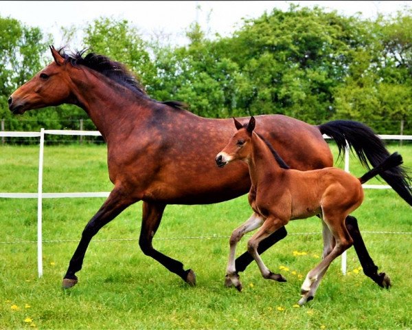 Pferd Rheinelfe (Trakehner, 2020, von Impetus)