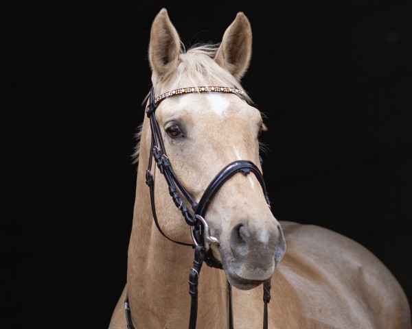 dressage horse Quasi Quickstep (Little German Riding Horse, 2013, from DSP Quasi Gold Md)