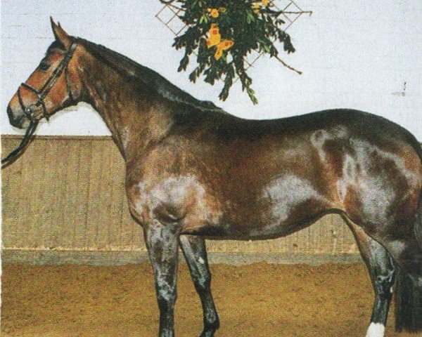 broodmare Loug Charme (Hanoverian, 1998, from Longchamp)