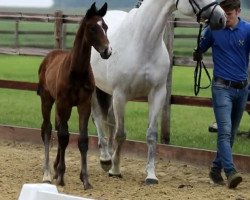 Pferd Taurus White Moon (Westfale, 2021, von Taurus)