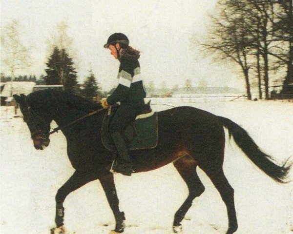 horse Wherdandi (Württemberger, 1991, from World Cup III)