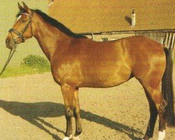 jumper My Lady 138 (Mecklenburg, 2000, from Mynos)