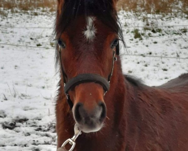 horse Ruben (Welsh-Pony (Section B), 2020, from Halifax)