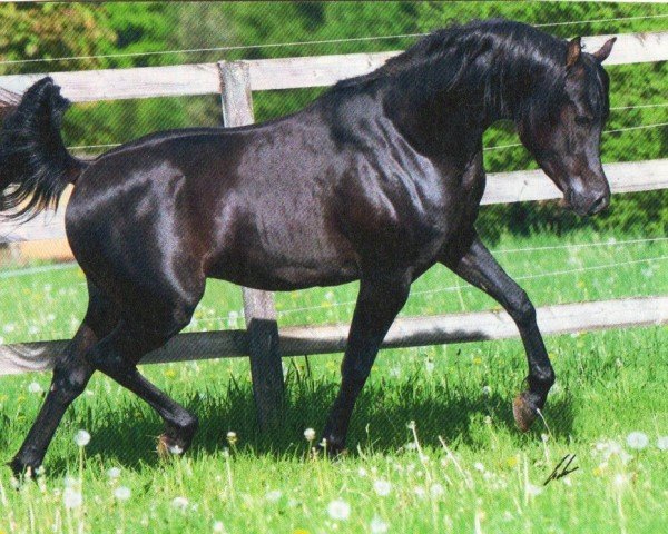 stallion GR Moneef EAO (Arabian purebred, 2008, from GR Faleeh EAO)