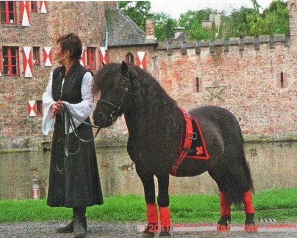horse Affalay van het Melkvonder (Shetland Pony, 2007, from Light van de Bloemhof)