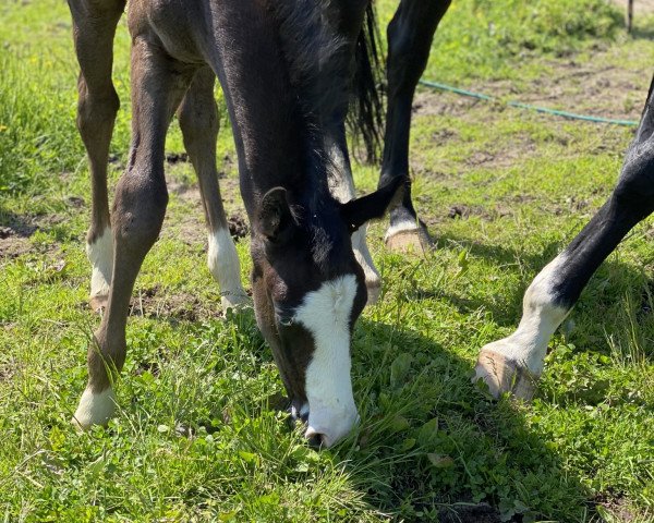 horse Theo (Oldenburg, 2021, from Totilas)
