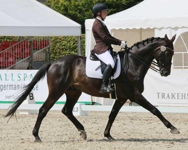 dressage horse Insterzauber 2 (Trakehner, 2009, from Grand Passion)