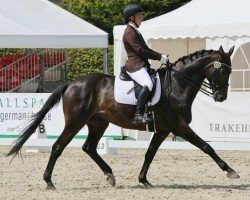 dressage horse Insterzauber 2 (Trakehner, 2009, from Grand Passion)