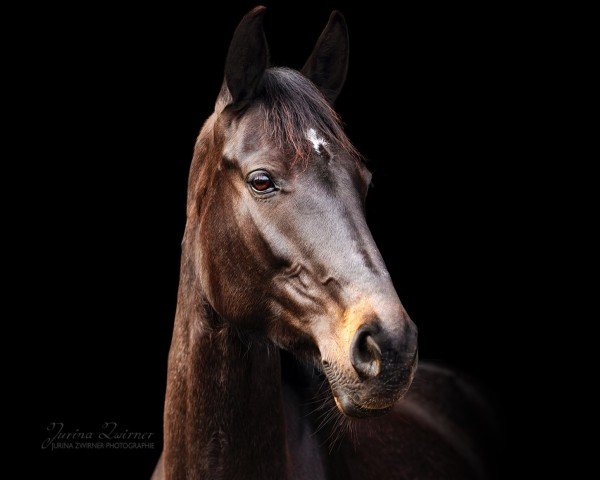 broodmare Naomi (Holsteiner, 2013, from Nekton)