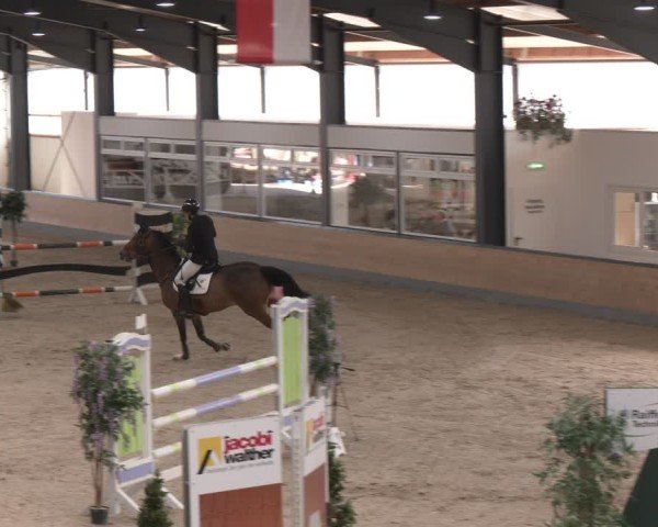 Reitturnier Borken (Hessen) 2025