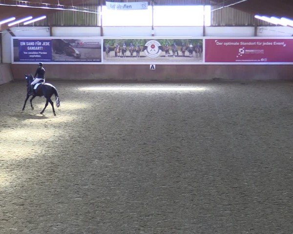 Reitturnier Bad Salzuflen 2025