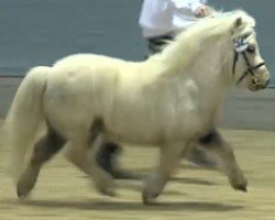 Deckhengst Hurrican Hero vom Ellernbrook (Shetland Pony (unter 87 cm), 2015, von Hurrican vom Ellernbrook)