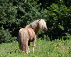 Deckhengst Hurrican vom Ellernbrook (Shetland Pony (unter 87 cm), 2009, von Harvey's Bester)
