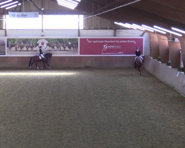 Reitturnier Bad Salzuflen 2025