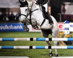 jumper Cassedy (Oldenburg show jumper, 2014, from Cellestial)