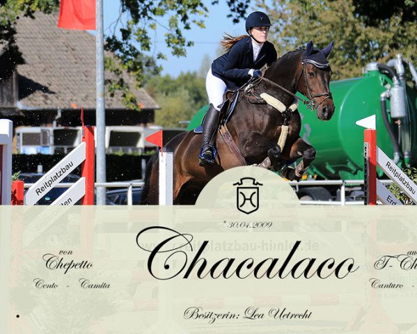 jumper Chacalaco (Holsteiner, 2009, from Ab 19 Chepetto)