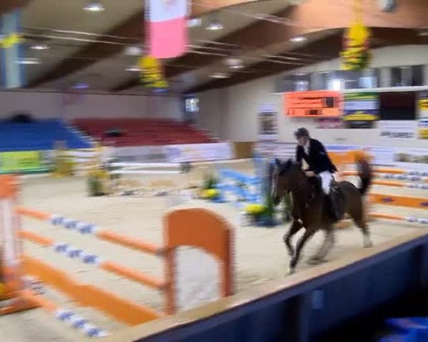 Reitturnier Vechta 2013