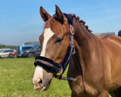 dressage horse Cidre de Pomme (German Riding Pony, 2017, from FS Coconut Dream)