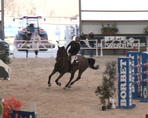 Reitturnier Borken (Hessen) 2025