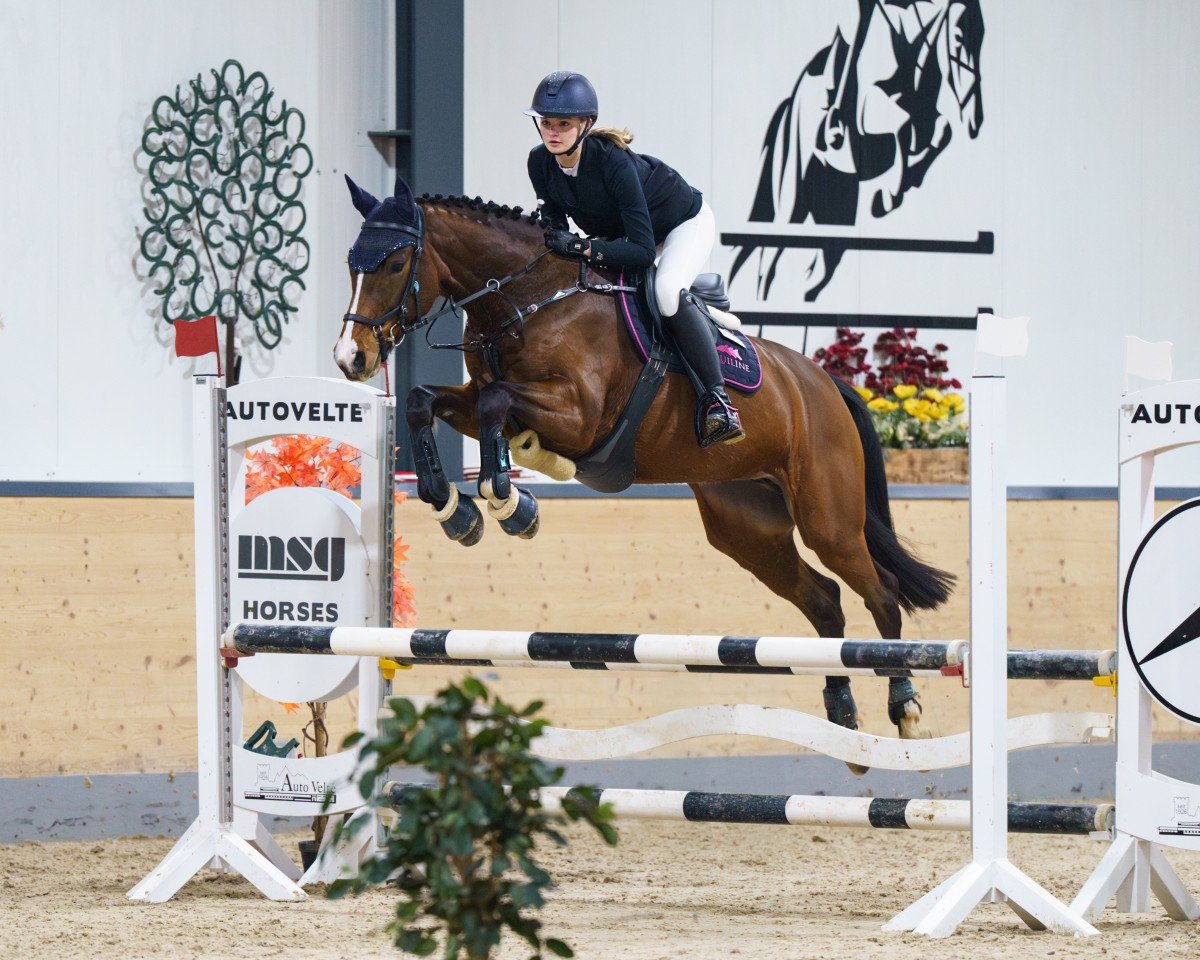 Springpferd Denaria 7 (Holsteiner, 2020, von Del 'Arko d'Henvet)