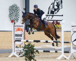 jumper Denaria 7 (Holsteiner, 2020, from Del 'Arko d'Henvet)