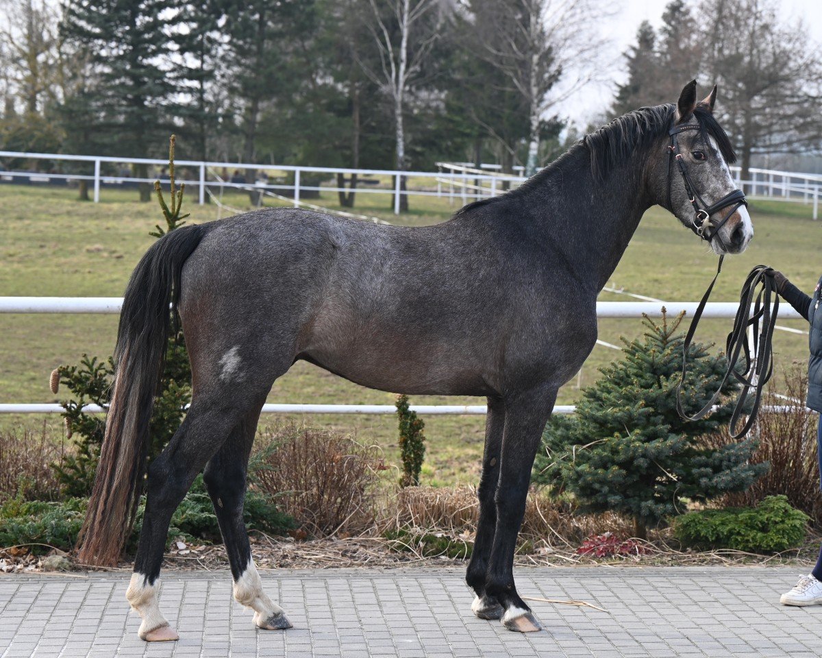 Pferd Chaccodi (Oldenburger Springpferd, 2022, von Chacoon Blue)