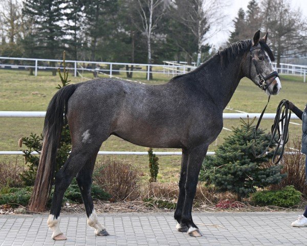 horse Chaccodi (Oldenburg show jumper, 2022, from Chacoon Blue)
