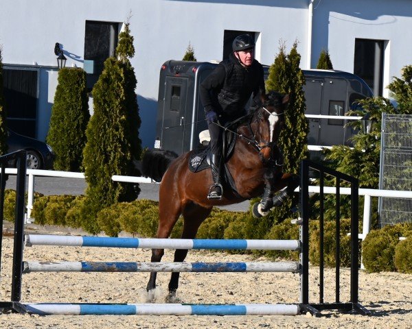 horse Nixon Comila (Westphalian, 2021, from Nixon van 't Meulenhof)