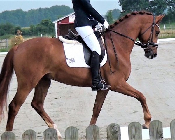 dressage horse Starfighter 26 (Hanoverian, 2018, from Secret) dressage horse Starfighter 26 (Hanoverian, 2018, from Secret)