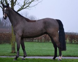 jumper Aska Chin de Saulieu Z (Zangersheide riding horse, 2014, from Asca Z)