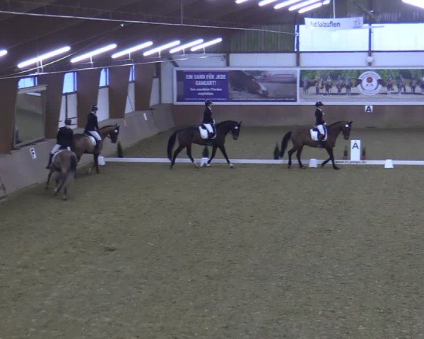Reitturnier Bad Salzuflen 2025