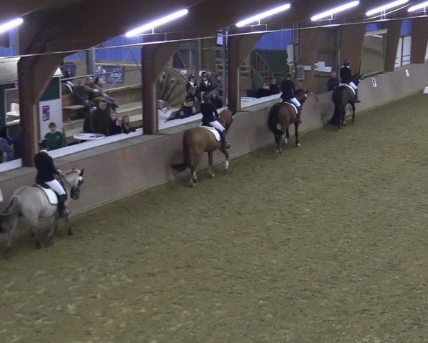 Reitturnier Bad Salzuflen 2025