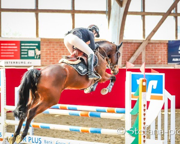 Springpferd SI Georgia Z (Zangersheide Reitpferd, 2019, von George Z)