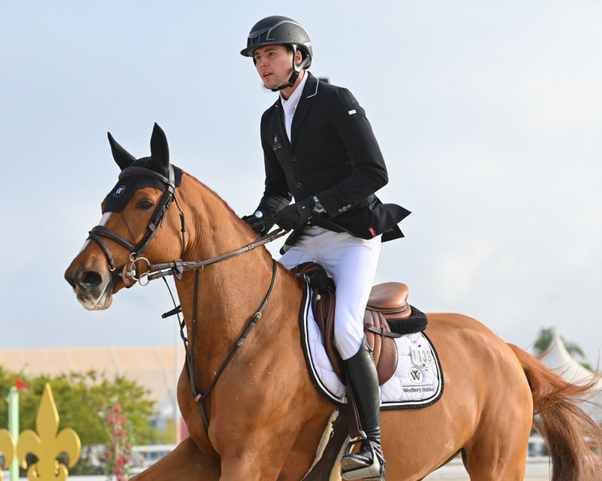 broodmare Bali des Cedres Verts (Selle Français, 2011, from Diamant de Semilly)