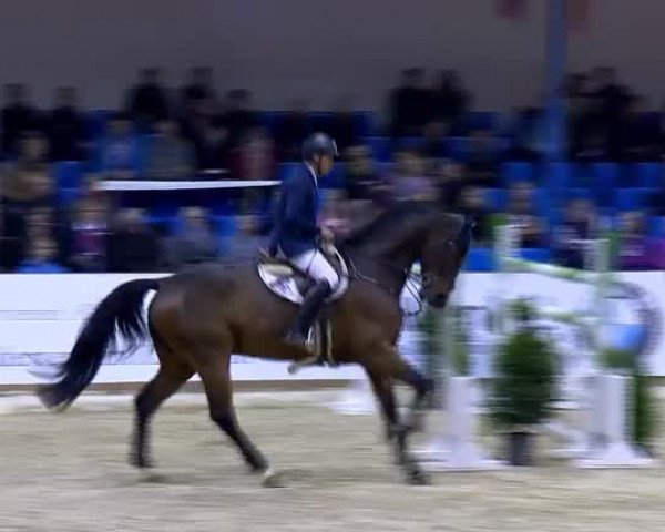 Reitturnier Vechta 2013