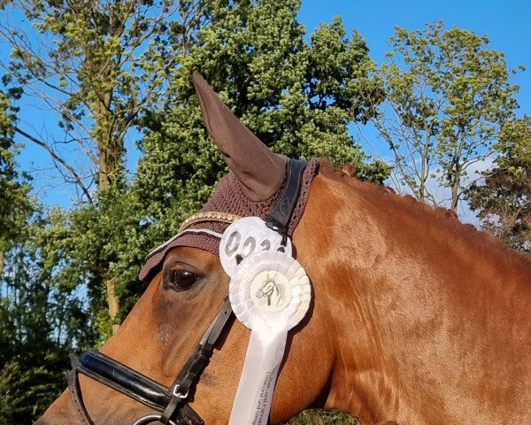dressage horse Bo 70 (Hanoverian, 2015, from Burlington II)