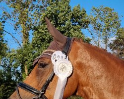 dressage horse Bo 70 (Hanoverian, 2015, from Burlington II)