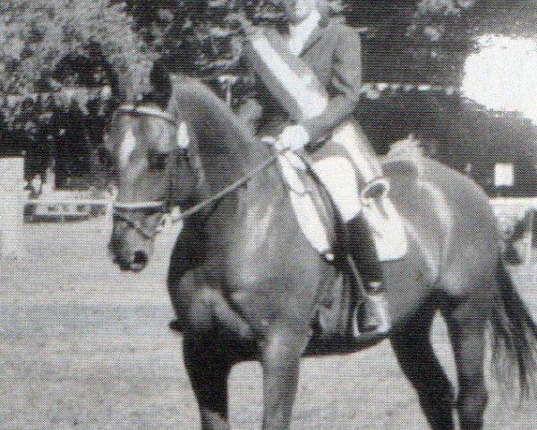 horse Wotan 593 (Hanoverian, 1988, from Walzertraum)