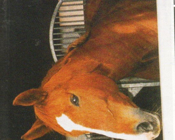 horse Lady 585 (unknown, 1993, from My Boy (Tscheche))