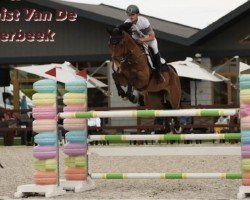 jumper Optimist van de Meerbeek (Belgian Warmblood, 2014, from Bamako de Muze)