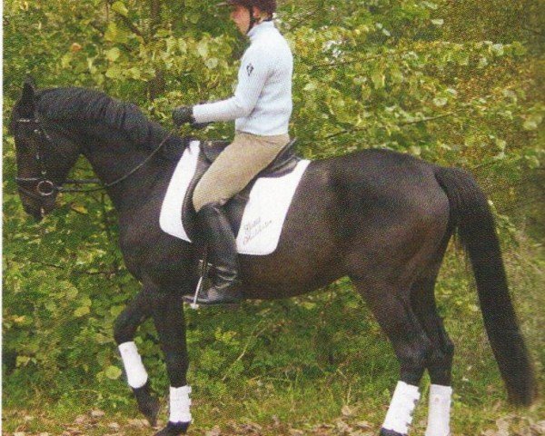 dressage horse Redomador (Trakehner, 2001, from Skatman)