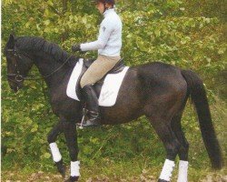 dressage horse Redomador (Trakehner, 2001, from Skatman)