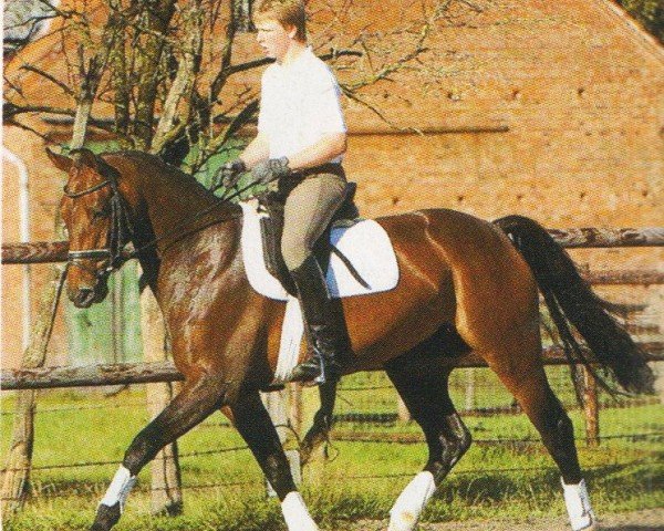 dressage horse Sevilla 24 (Hanoverian, 2000, from Salvanto) dressage horse Sevilla 24 (Hanoverian, 2000, from Salvanto)