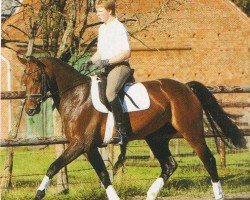 Dressurpferd Sevilla 24 (Hannoveraner, 2000, von Salvanto)
