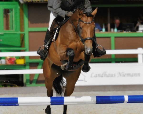 broodmare Soete Deern 4 (Hanoverian, 2015, from Stakkato)