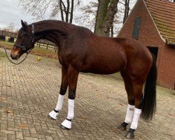 dressage horse Baronesse 189 (Oldenburg, 2019, from Blue Hors Baron)