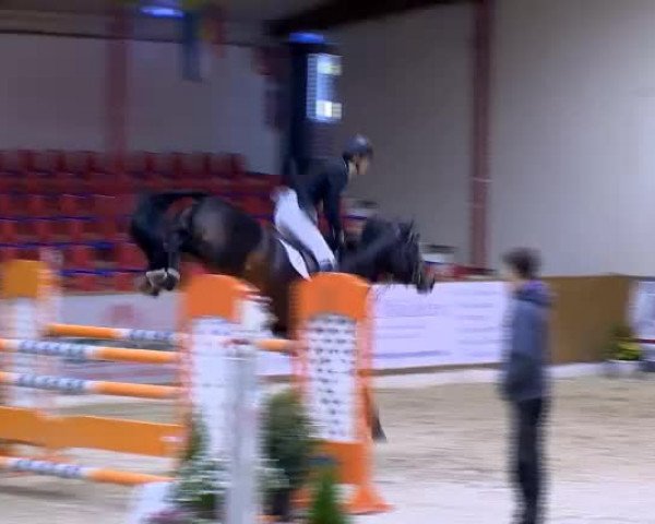Reitturnier Vechta 2013